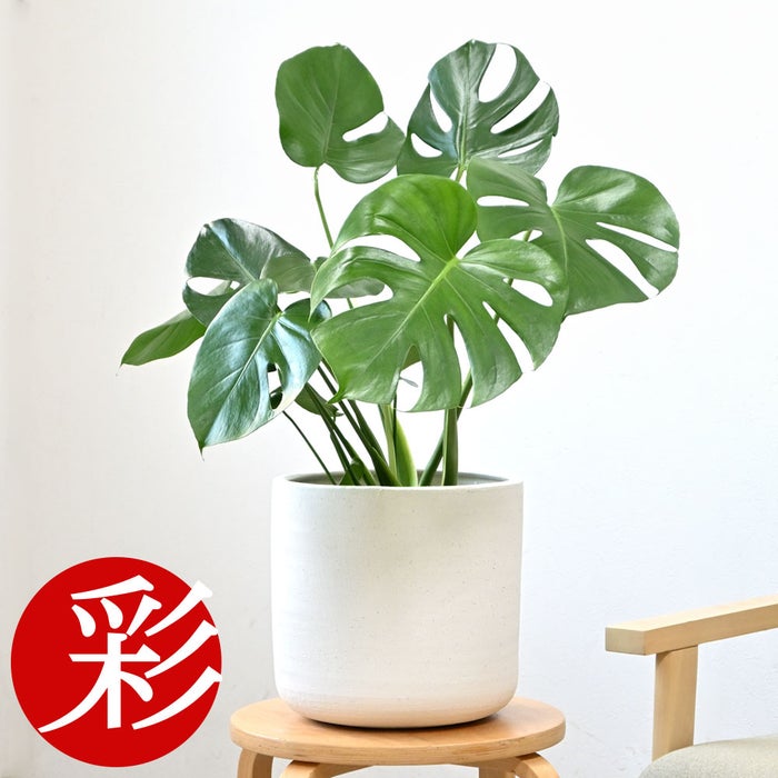 観葉植物 通販 モンステラ 6号鉢 ルーケト鉢カバー付 観葉植物 本物