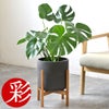 観葉植物 通販 モンステラ 6号鉢 ルーケト鉢カバー付 観葉植物 本物