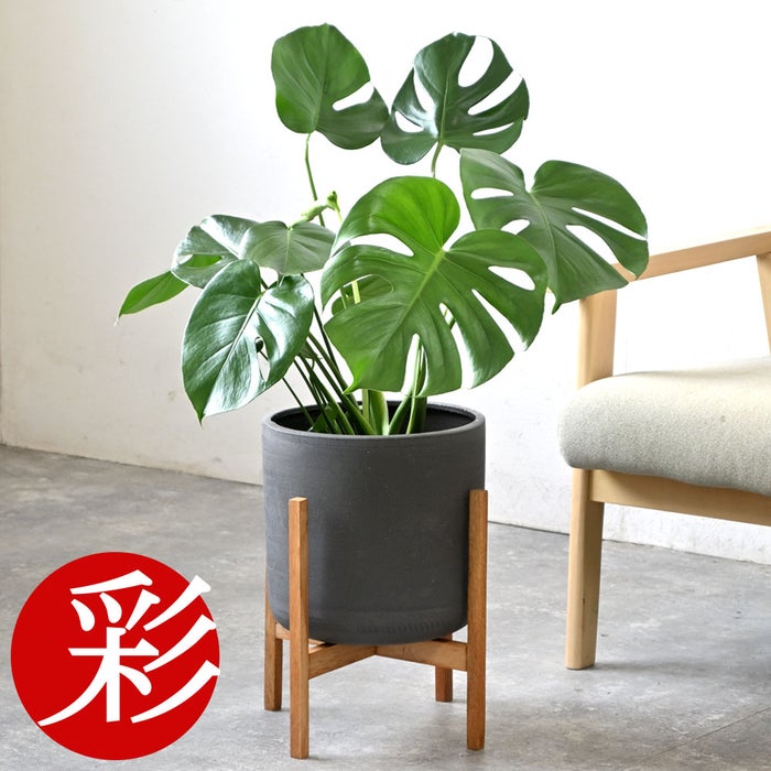 観葉植物 通販 モンステラ 6号鉢 ルーケト鉢カバー付 観葉植物 本物