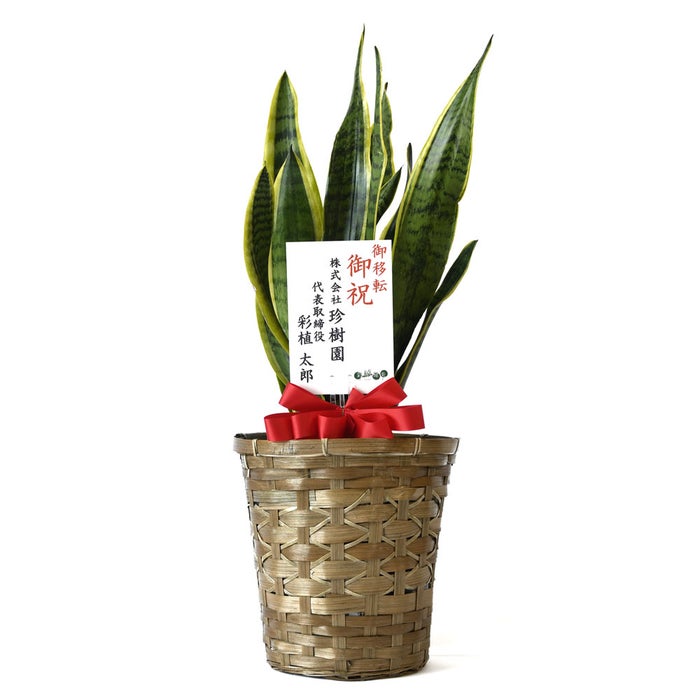 観葉植物 通販 サンスベリア・ローレンティー 6号鉢 キャラメルブラウン鉢カバー付 観葉植物 本物