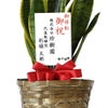 観葉植物 通販 サンスベリア・ローレンティー 6号鉢 キャラメルブラウン鉢カバー付 観葉植物 本物