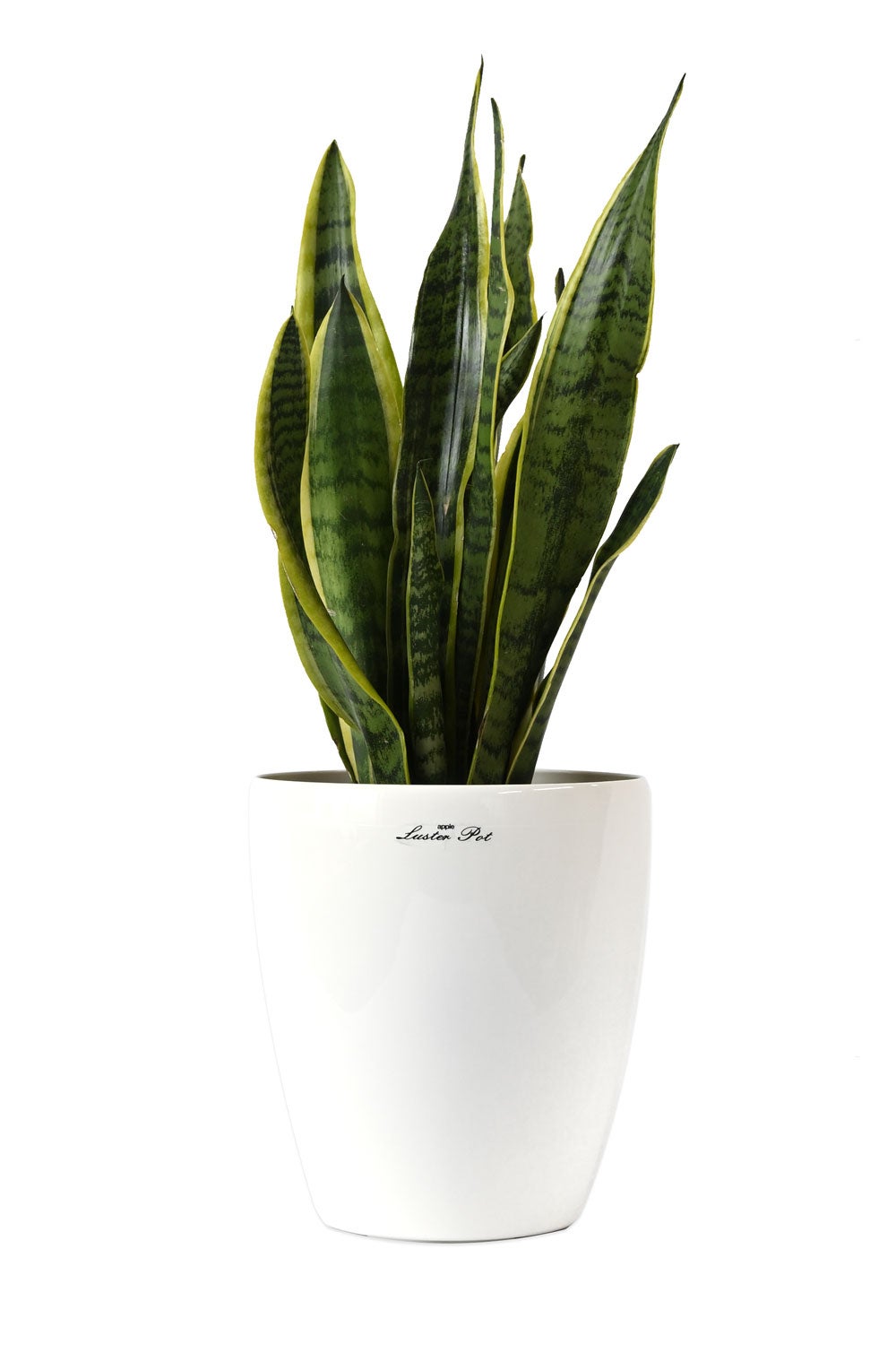 観葉植物 通販 サンスベリア・ローレンティー 6号鉢 ラスター白鉢カバー付 観葉植物 本物