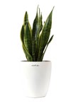観葉植物 通販 サンスベリア・ローレンティー 6号鉢 ラスター白鉢カバー付 観葉植物 本物