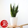 観葉植物 通販 サンスベリア・ローレンティー 6号鉢 ラスター白鉢カバー付 観葉植物 本物