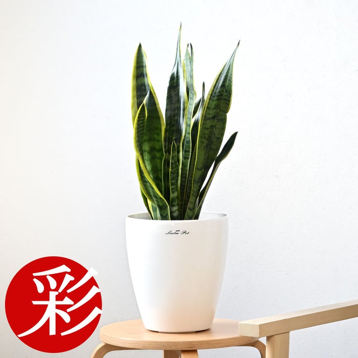 観葉植物 通販 サンスベリア・ローレンティー 6号鉢 ラスター白鉢カバー付 観葉植物 本物