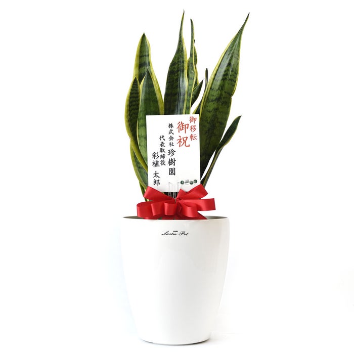 観葉植物 通販 サンスベリア・ローレンティー 6号鉢 ラスター白鉢カバー付 観葉植物 本物