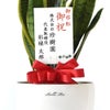 観葉植物 通販 サンスベリア・ローレンティー 6号鉢 ラスター白鉢カバー付 観葉植物 本物