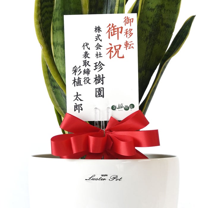 観葉植物 通販 サンスベリア・ローレンティー 6号鉢 ラスター白鉢カバー付 観葉植物 本物