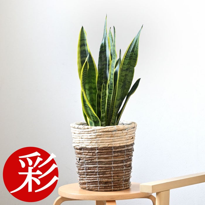 観葉植物 通販 サンスベリア・ローレンティー 6号鉢 ツートーン鉢カバー付 観葉植物 本物