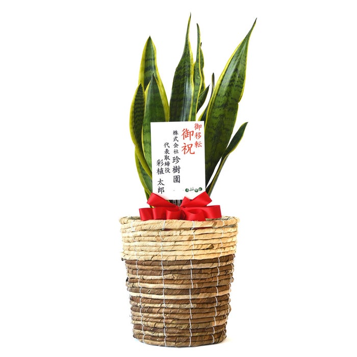 観葉植物 通販 サンスベリア・ローレンティー 6号鉢 ツートーン鉢カバー付 観葉植物 本物