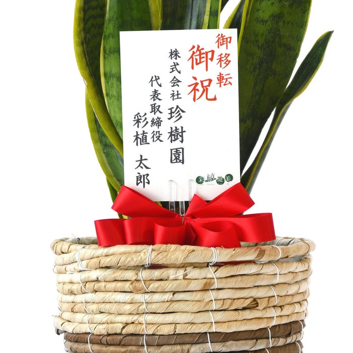 観葉植物 通販 サンスベリア・ローレンティー 6号鉢 ツートーン鉢カバー付 観葉植物 本物
