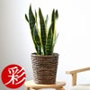 観葉植物 通販 サンスベリア・ローレンティー 6号鉢 ブラウン鉢カバー付 観葉植物 本物