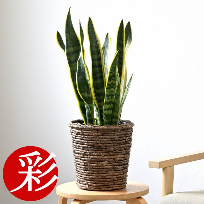 観葉植物 通販 サンスベリア・ローレンティー 6号鉢 ブラウン鉢カバー付 観葉植物 本物