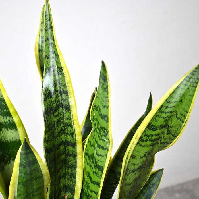 観葉植物 通販 サンスベリア・ローレンティー 6号鉢 ブラウン鉢カバー付 観葉植物 本物