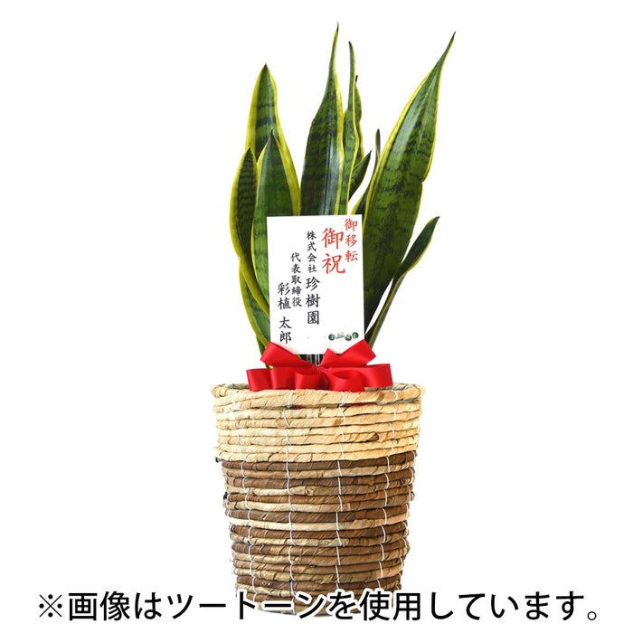 観葉植物 通販 サンスベリア・ローレンティー 6号鉢 ブラウン鉢カバー付 観葉植物 本物