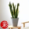 観葉植物 通販 サンスベリア・ローレンティー 6号鉢 ライトチャコール鉢カバー付 観葉植物 本物