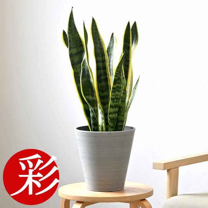 観葉植物 通販 サンスベリア・ローレンティー 6号鉢 ライトチャコール鉢カバー付 観葉植物 本物