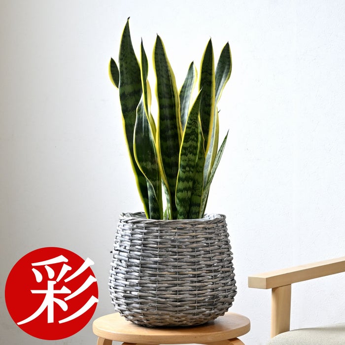 観葉植物 通販 サンスベリア・ローレンティー 6号鉢 ボールバスケット鉢カバー付 観葉植物 本物