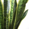 観葉植物 通販 サンスベリア・ローレンティー 6号鉢 ボールバスケット鉢カバー付 観葉植物 本物