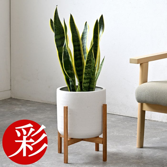 観葉植物 通販 サンスベリア・ローレンティー 6号鉢 ルーケト鉢カバー付 観葉植物 本物