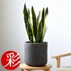 観葉植物 通販 サンスベリア・ローレンティー 6号鉢 ルーケト鉢カバー付 観葉植物 本物