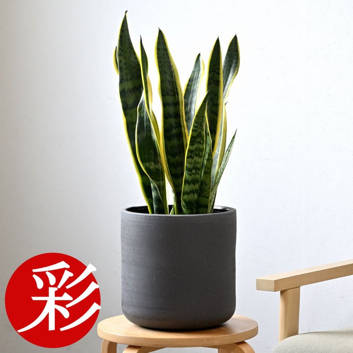 観葉植物 通販 サンスベリア・ローレンティー 6号鉢 ルーケト鉢カバー付 観葉植物 本物
