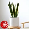 観葉植物 通販 サンスベリア・ローレンティー 6号鉢 ルーケト鉢カバー付 観葉植物 本物