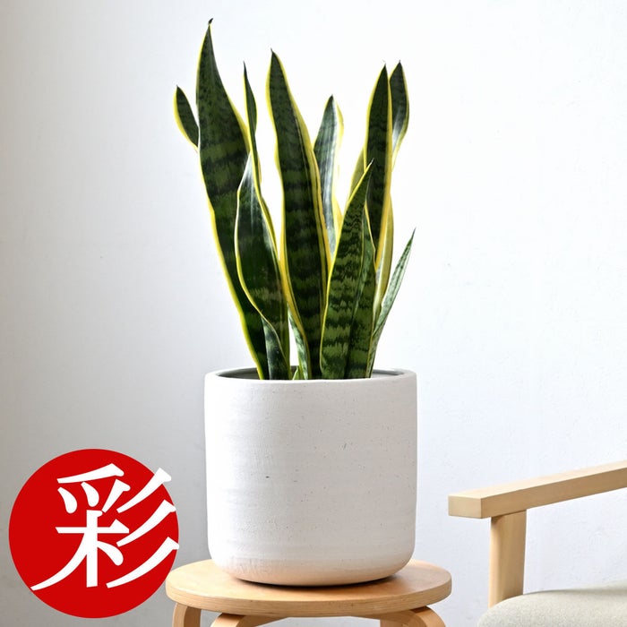 観葉植物 通販 サンスベリア・ローレンティー 6号鉢 ルーケト鉢カバー付 観葉植物 本物