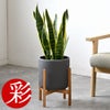 観葉植物 通販 サンスベリア・ローレンティー 6号鉢 ルーケト鉢カバー付 観葉植物 本物
