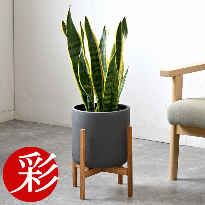 観葉植物 通販 サンスベリア・ローレンティー 6号鉢 ルーケト鉢カバー付 観葉植物 本物