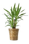 観葉植物 通販 ユッカ 6号鉢 キャラメルブラウン鉢カバー付 観葉植物 本物
