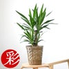 観葉植物 通販 ユッカ 6号鉢 キャラメルブラウン鉢カバー付 観葉植物 本物