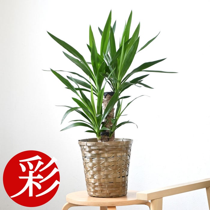 観葉植物 通販 ユッカ 6号鉢 キャラメルブラウン鉢カバー付 観葉植物 本物