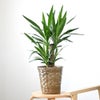 観葉植物 通販 ユッカ 6号鉢 キャラメルブラウン鉢カバー付 観葉植物 本物
