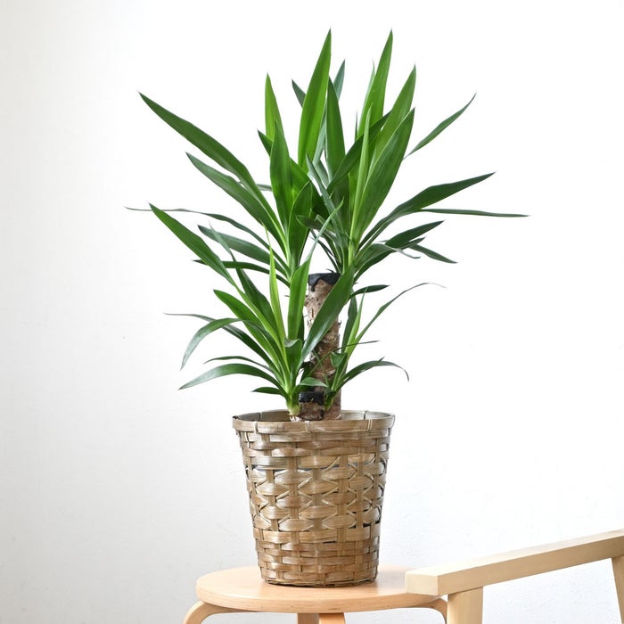 観葉植物 通販 ユッカ 6号鉢 キャラメルブラウン鉢カバー付 観葉植物 本物