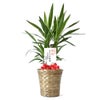 観葉植物 通販 ユッカ 6号鉢 キャラメルブラウン鉢カバー付 観葉植物 本物