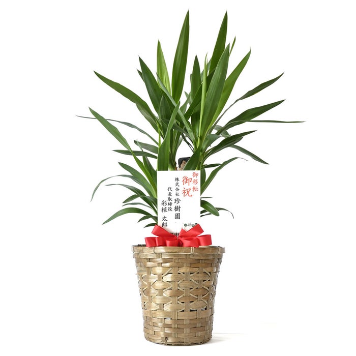 観葉植物 通販 ユッカ 6号鉢 キャラメルブラウン鉢カバー付 観葉植物 本物