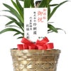 観葉植物 通販 ユッカ 6号鉢 キャラメルブラウン鉢カバー付 観葉植物 本物