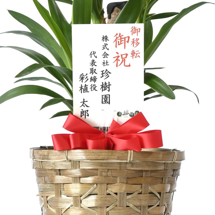 観葉植物 通販 ユッカ 6号鉢 キャラメルブラウン鉢カバー付 観葉植物 本物