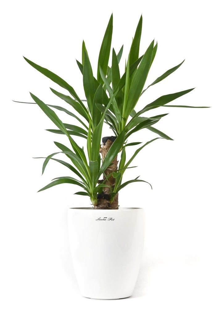 観葉植物 通販 ユッカ 6号鉢 ラスター白鉢カバー付 観葉植物 本物