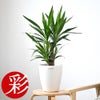 観葉植物 通販 ユッカ 6号鉢 ラスター白鉢カバー付 観葉植物 本物