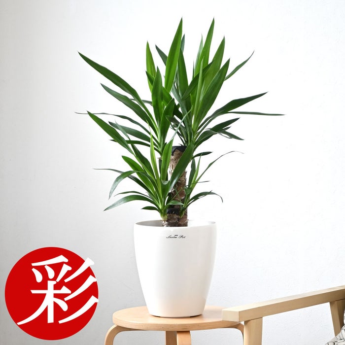 観葉植物 通販 ユッカ 6号鉢 ラスター白鉢カバー付 観葉植物 本物