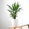 観葉植物 通販 ユッカ 6号鉢 ラスター白鉢カバー付 観葉植物 本物