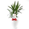 観葉植物 通販 ユッカ 6号鉢 ラスター白鉢カバー付 観葉植物 本物