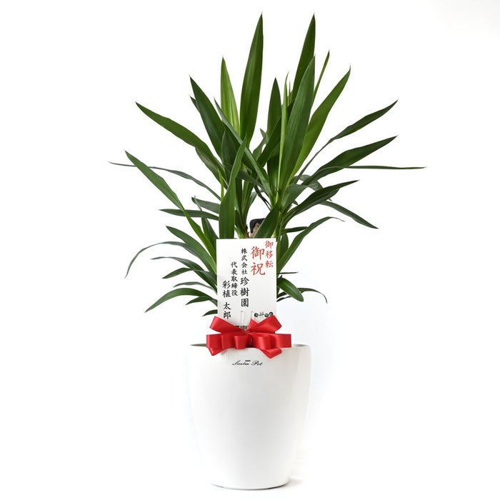 観葉植物 通販 ユッカ 6号鉢 ラスター白鉢カバー付 観葉植物 本物