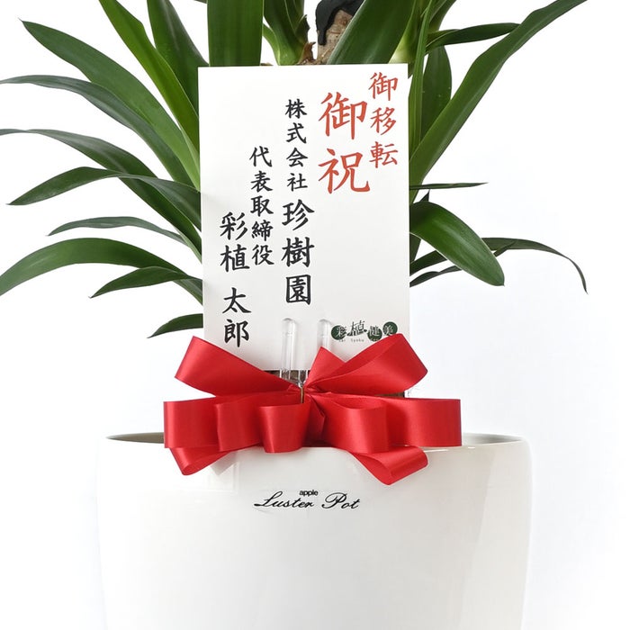 観葉植物 通販 ユッカ 6号鉢 ラスター白鉢カバー付 観葉植物 本物