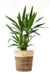 観葉植物 通販 ユッカ 6号鉢 ツートーン鉢カバー付 観葉植物 本物
