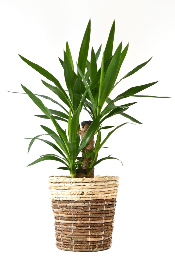 観葉植物 通販 ユッカ 6号鉢 ツートーン鉢カバー付 観葉植物 本物