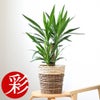 観葉植物 通販 ユッカ 6号鉢 ツートーン鉢カバー付 観葉植物 本物