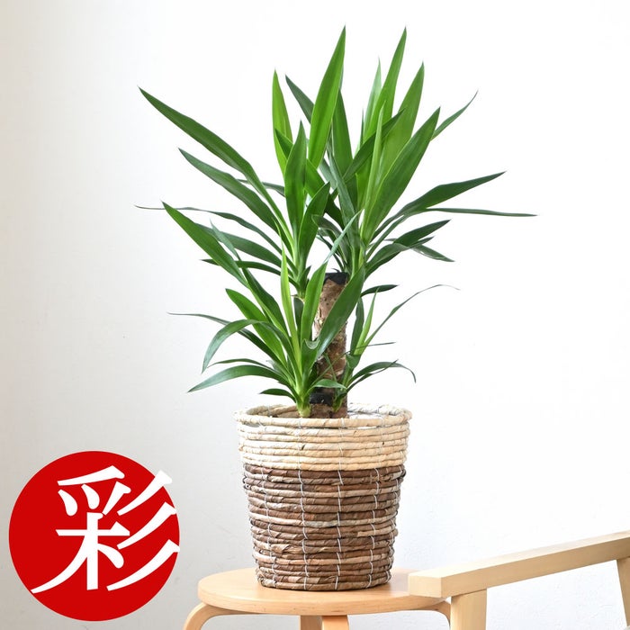 観葉植物 通販 ユッカ 6号鉢 ツートーン鉢カバー付 観葉植物 本物